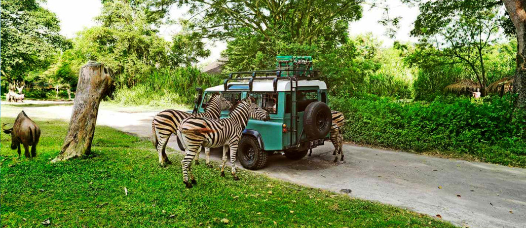 bali-safari