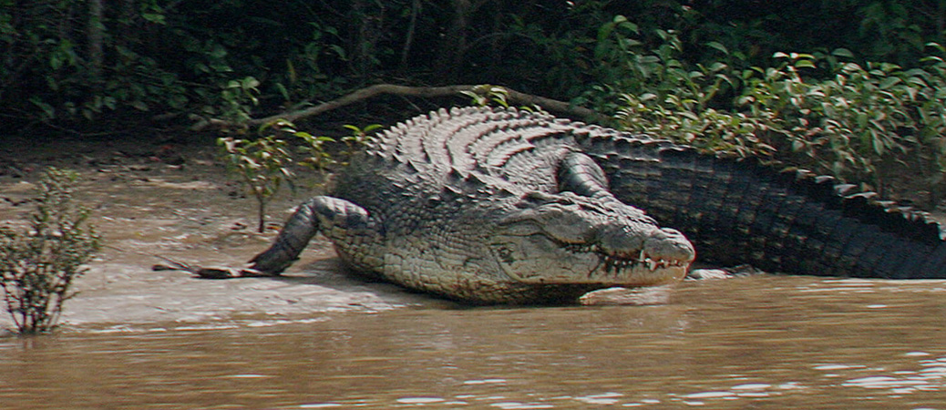 bhitarkanika crocodile