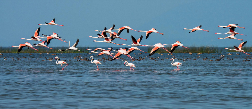 chilika-lake