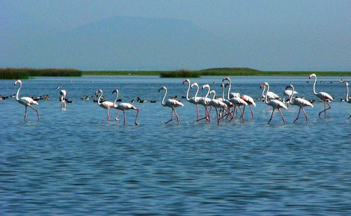 chilika tourist place