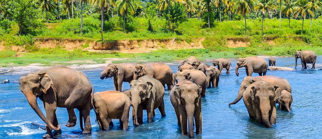 elephant orphanage