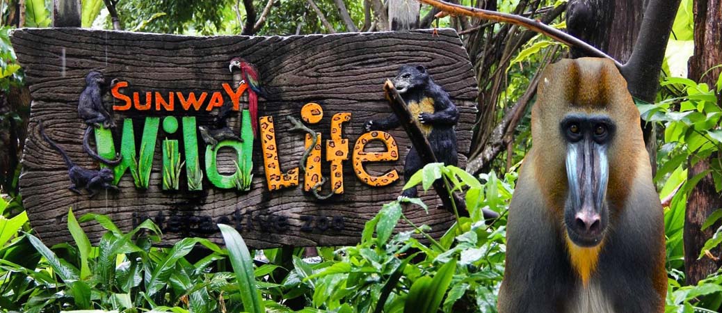 sunway-wildlife-tour