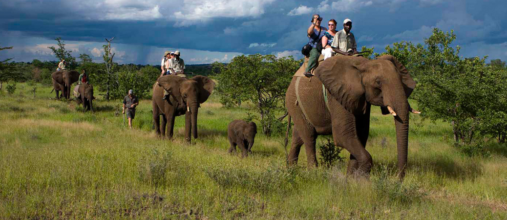 wildlife-safari